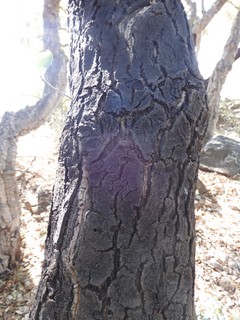 Sughereta di Villasmundo